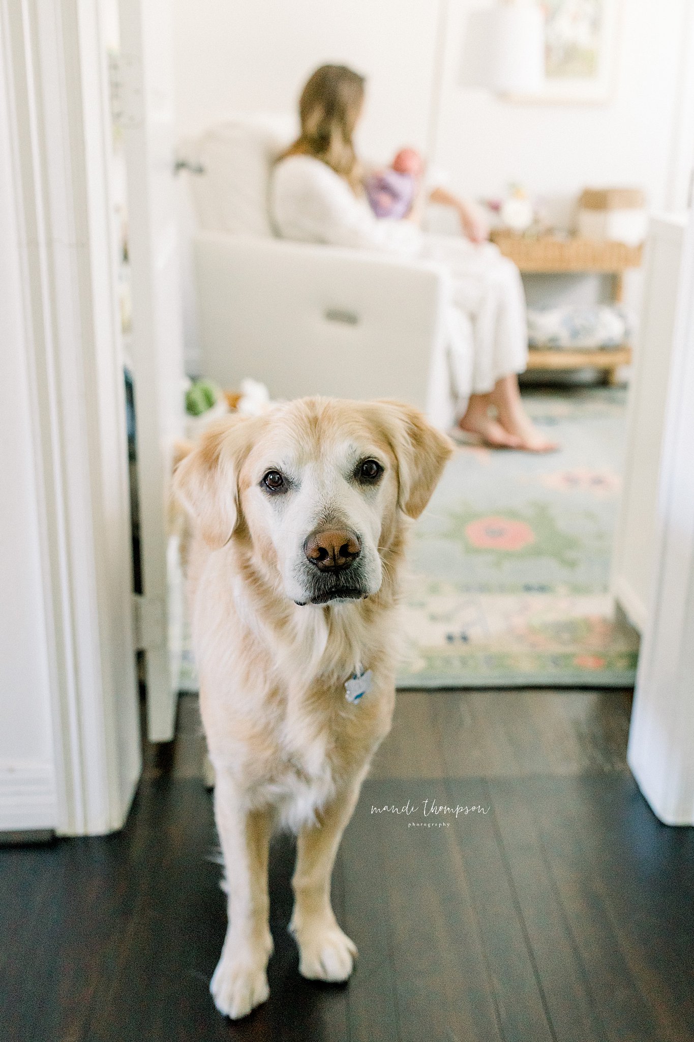 Family dog keeping watch over newborn baby during in-home photoshoot in Katy, Texas