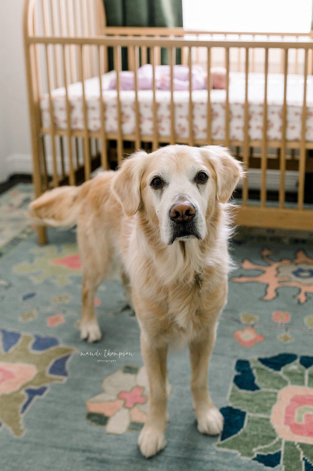 Katy, Texas lifestyle newborn session featuring a family dog and newborn baby in peaceful setting